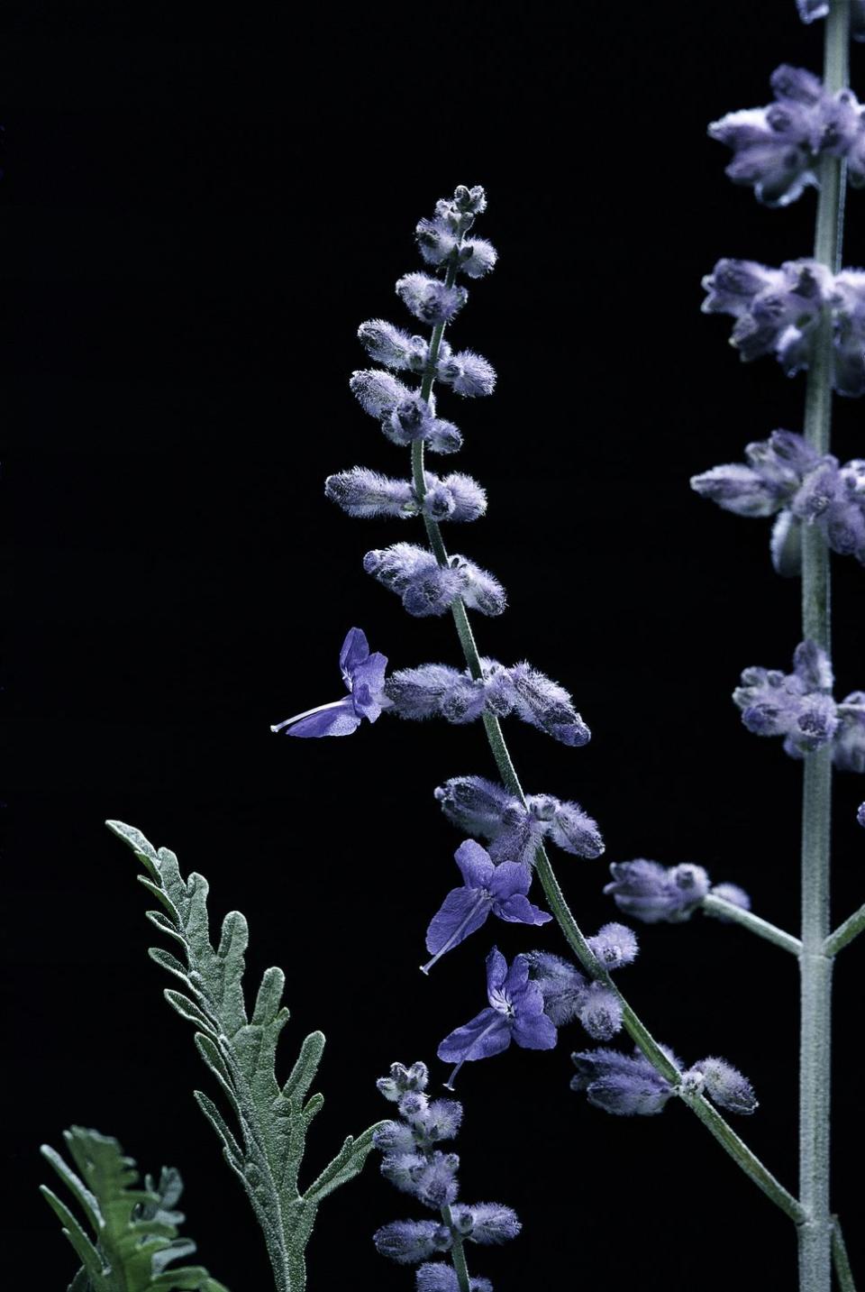 Perovskia atriplicifolia 'Blue Spire' (Russian sage)