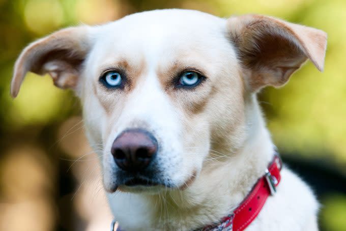 portrait of a labrador