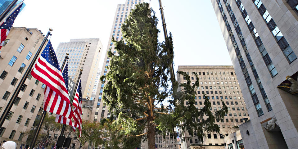 2020 Christmas Tree delivered to Rockefeller Center for holiday season (Cindy Ord / Getty Images)