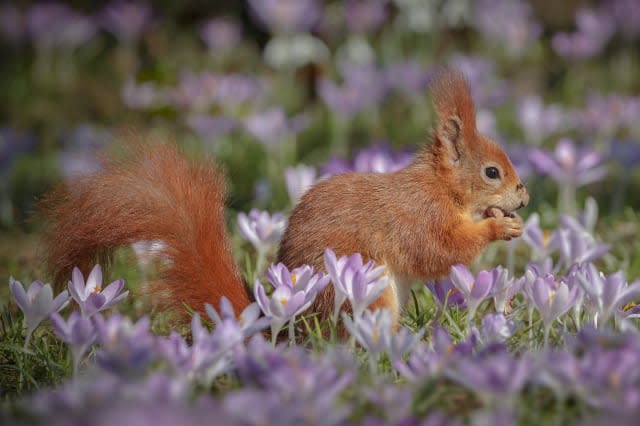 Red Squirrel Week: How can you help?