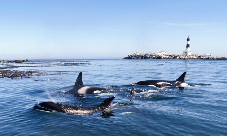 A pod of killer whales, or orcas, on the surface of a sea