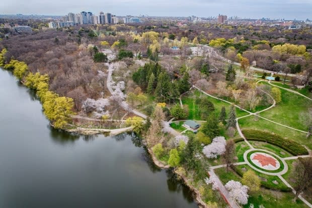 High Park cherry blossoms in bloom on 27 Apr 2021. Again this year, the city has fenced-off the blossoming trees due to COVID-19