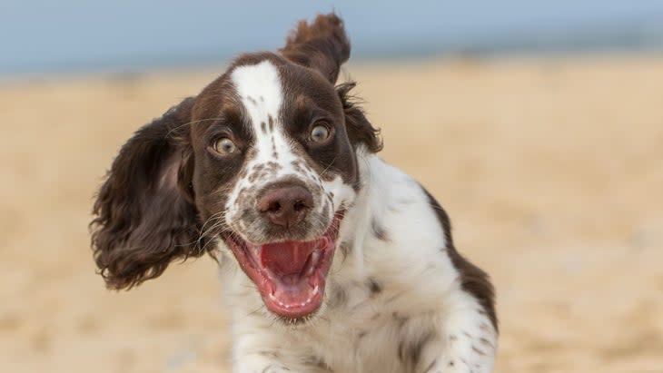 <span class="article__caption">There’s not much that tops letting your dog run free on a beach</span> (Photo: Ian Dyball/Getty)