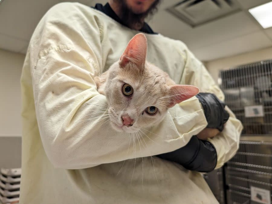 HSPPR receiving an influx of cats after Val U Stay Inn & Suites was closed in Pueblo