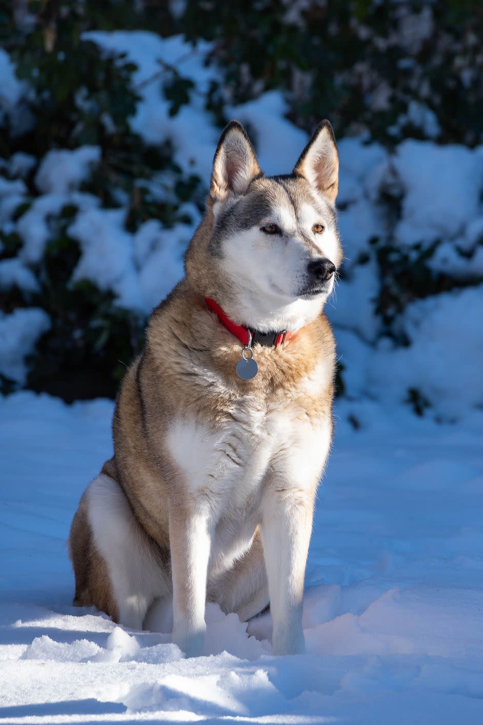 14) Alaskan Husky