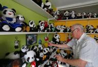 Andre Cornet arranges a soft toy, part of a collection of about 2,200 pieces of panda collectables, in his house in Haccourt March 11, 2014. REUTERS/Yves Herman (BELGIUM