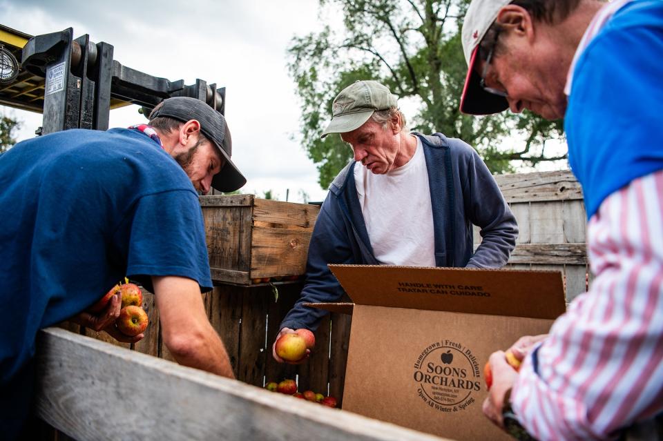 Jeffrey Soons, center, owner of Soons Orchard grades apples with orchard supervisor Chris Daugherty, left, and friend Geoffrey Thompson, right, at Soons Orchards in New Hampton, NY on Friday, September 22, 2023.