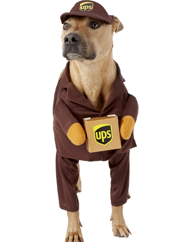 52 Funny Dog Halloween Costumes for the Silliest Pup You Know