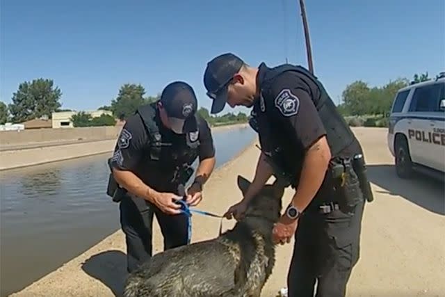 <p>facebook</p> Glendale Police Department officers with German shepherd dog rescued from an Arizona canal