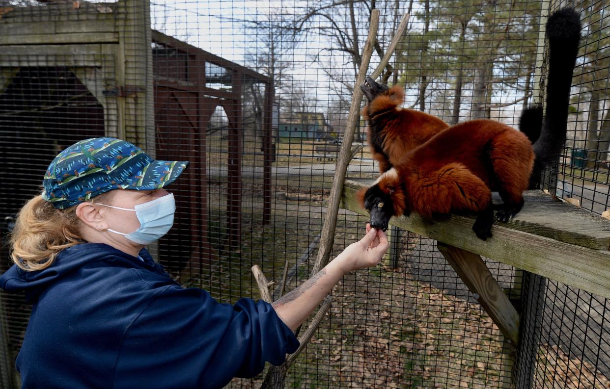 Zookeeper Shelly Lutes feeds strawberry slices to red ruffed lemurs at the Henson Robinson Zoo Wednesday, March 29, 2023. The zoo will be opening for the season on Saturday.