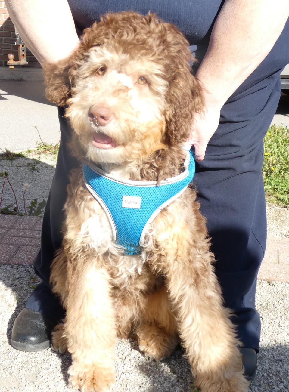 Charlie, a double-doodle, has joined the Bucyrus Police Department staff. Once he's old enough, the puppy will be trained to serve as a therapy dog.