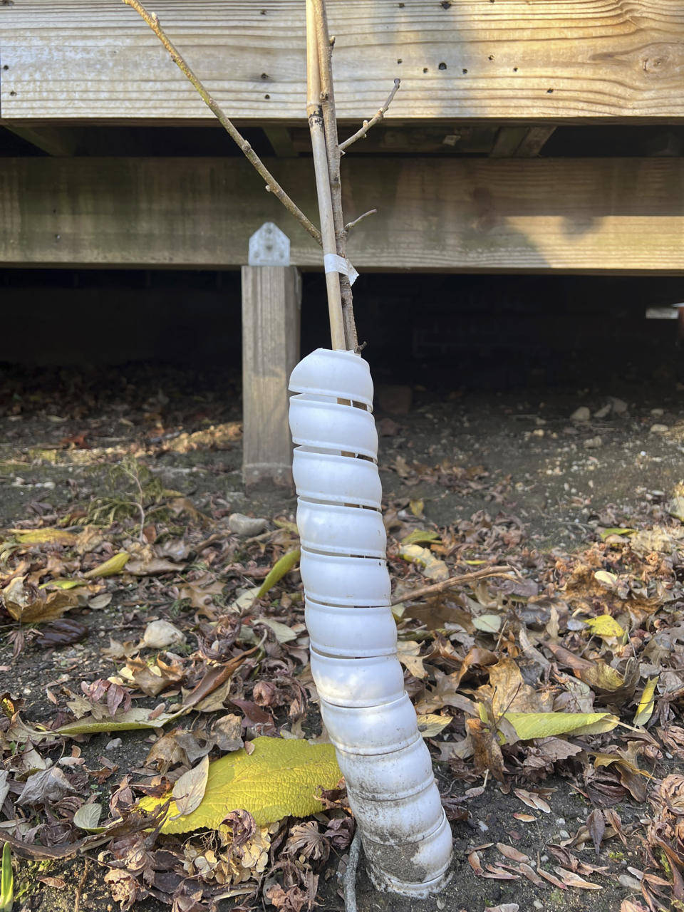 This Dec. 20, 2023 image provided by Jessica Damiano shows a plastic collar wrapped around the trunk of a young peach tree on Long Island, New York. Such barriers are effective at protecting bark from hungry rodents over winter. (Jessica Damiano via AP)