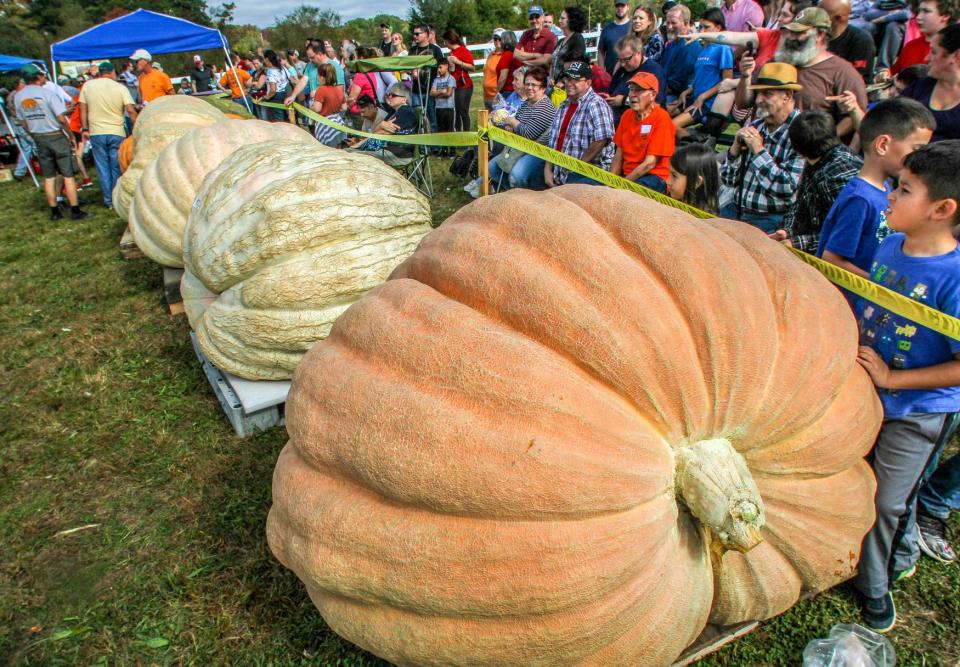 Giant pumpkins vying for top honors sit on pallets at the 2017 Southern New England Giant Pumpkin Growers' annual weigh-off. This year's will take place Oct. 7 at Pasquale Farm in Richmond.