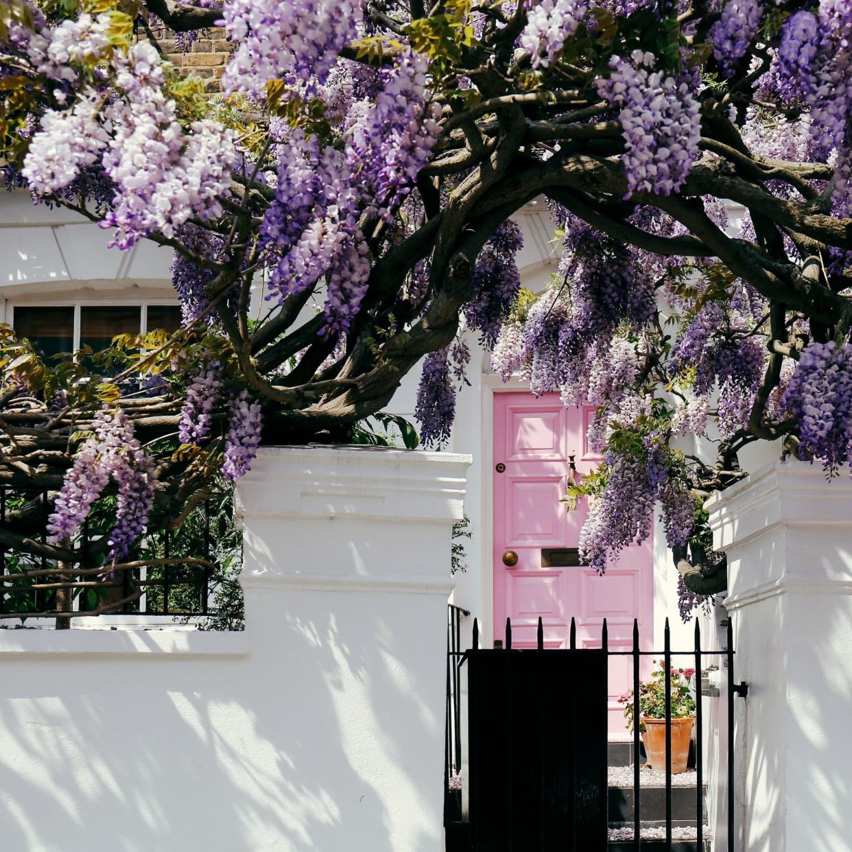  Wisteria growing up and around a pink front door on a Notting Hill home 
