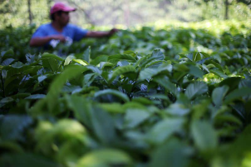 FOTO DE ARCHIVO: Plantas de café son fotografiadas en una plantación en Tepezonapa