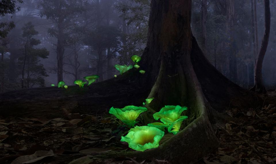 neon green mushrooms in dark forest
