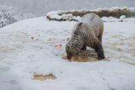 Brown bears at a bear sanctuary covered with the first snow, in Mramor