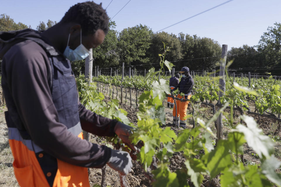 Yahya Adams, of Ghana, left, works on a grapevine with workmates with workmates Samadou Yabati, of Togo, background center and Abo Kouadjo Fulgence, of Ivory Coast, at the Nardi vineyard in Casal del Bosco, Italy, Thursday, May 27, 2021. It is a long way, and a risky one. But for this group of migrants at least it was worth the effort. They come from Ghana, Togo, Sierra Leone, Pakistan, Guinea Bissau, among other countries. They all crossed the Sahara desert, then from Libya the perilous Mediterranean Sea until they reached Italian shores, now they find hope working in the vineyards of Tuscany to make the renown Brunello wine. (AP Photo/Gregorio Borgia)