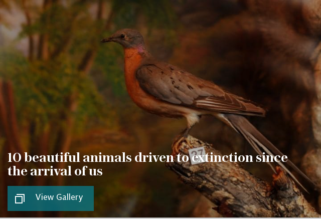 10 beautiful animals driven to extinction since the arrival of us