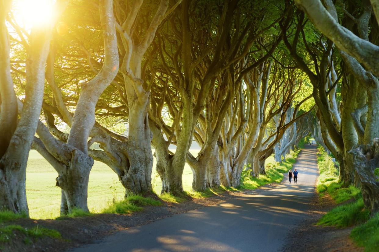 The Dark Hedges