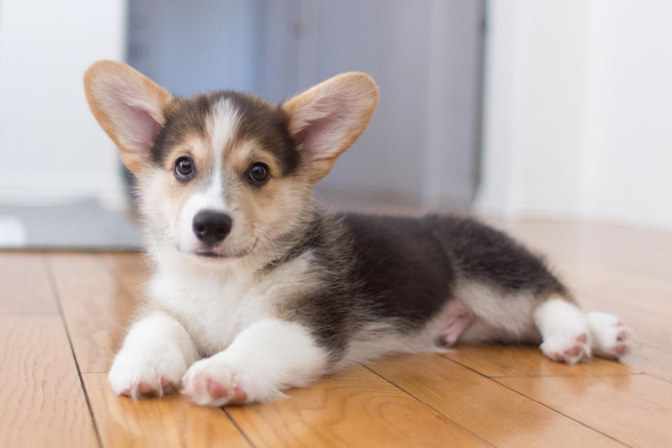 Pembroke Welsh Corgi puppy looking at the camera