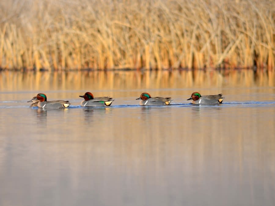 Green-winged teal are among the ducks in Utah’s marshes. The state’s waterfowl hunt starts Oct. 1. (Courtesy Utah Division of Wildlife Resources)