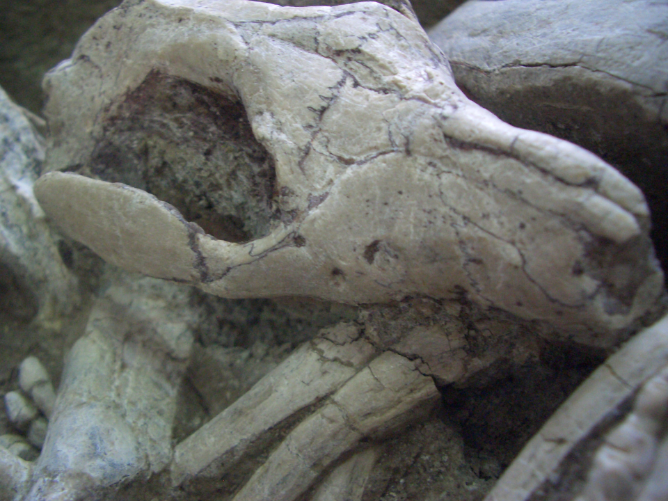 Detail of fossil showing Repenomamus biting the ribs of Psittacosaurus 