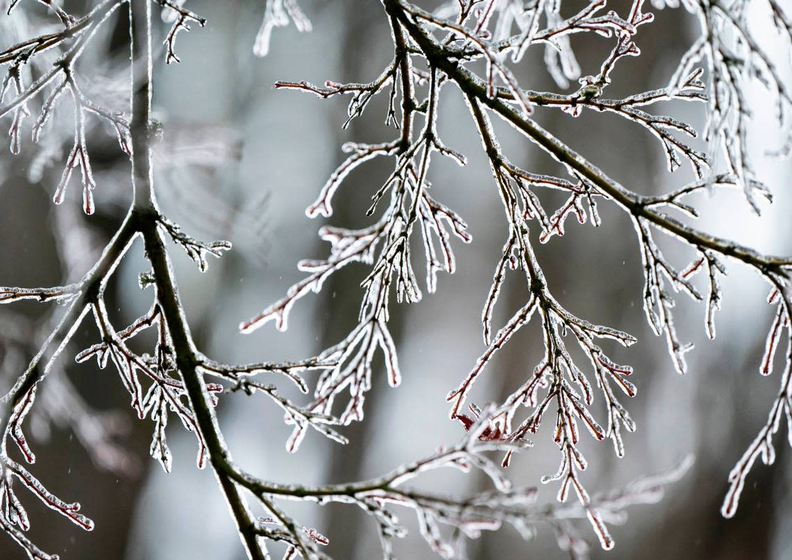 Ice coats a tree’s branches after freezing rain left Western Washington under a coating of ice Friday morning in Tacoma, Wash. on Dec. 23, 2022.