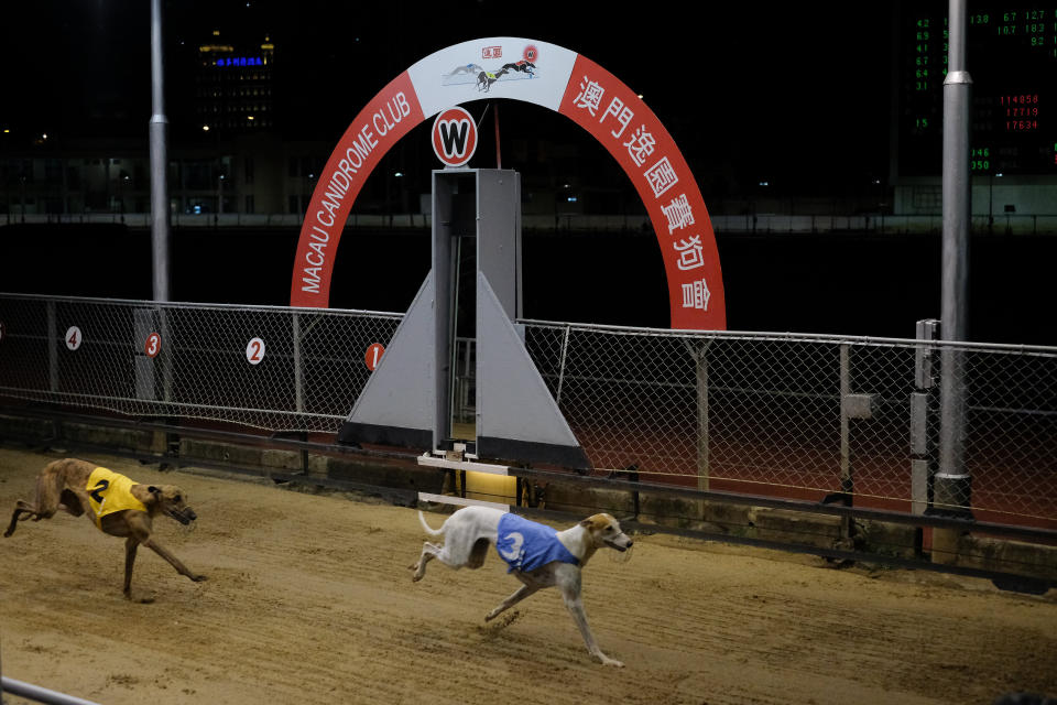 Greyhounds pass the finishing line during the last greyhound race at the Macau Canidrome Club –– Asia's only legal greyhound racing track. Source: Getty / VCG 