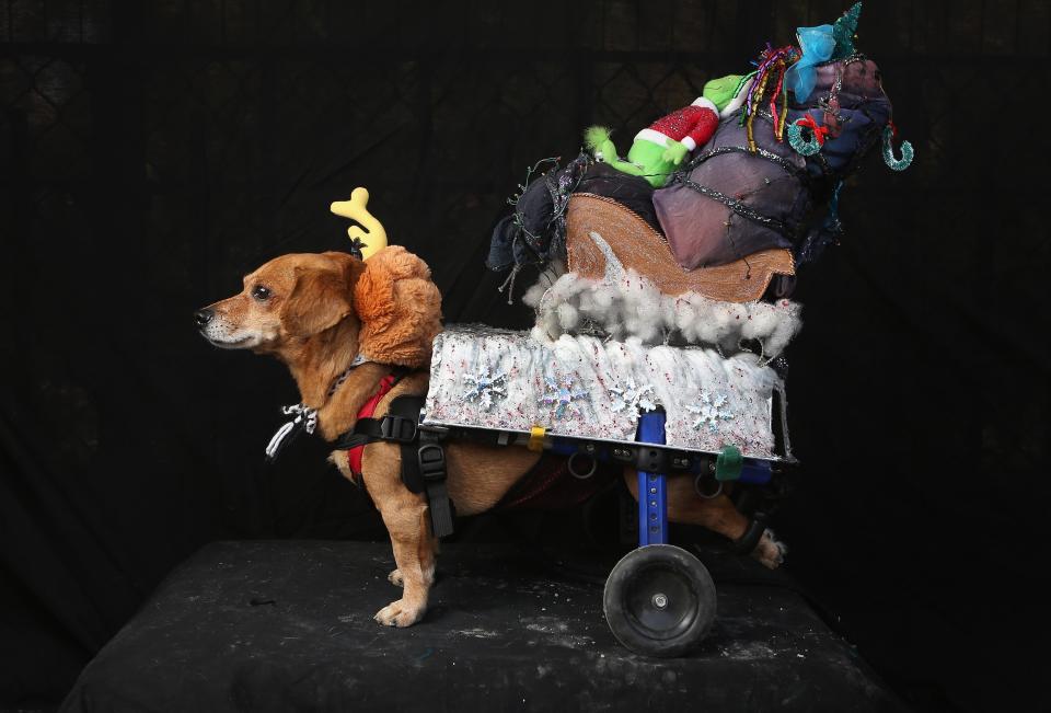 NEW YORK, NY - OCTOBER 20: Oscar, a rescued Chihuahua-mix wheelchair dog, poses as Max from "The Grinch Who Stole Christmas" at the Tompkins Square Halloween Dog Parade on October 20, 2012 in New York City. Hundreds of dog owners festooned their pets for the annual event, the largest of its kind in the United States. (Photo by John Moore/Getty Images)