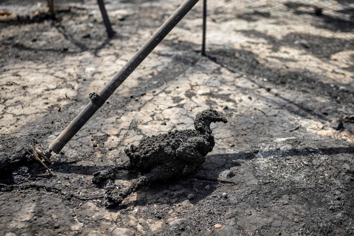 A charred chicken caught in the wild fires is pictured, close to the village of Gennadi, in the southern part of the Greek island of Rhodes (AFP via Getty Images)