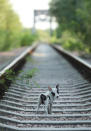 <p>A stray puppy walks along abandoned train tracks near the Chernobyl nuclear power plant on Aug. 19, 2017, near Chernobyl, Ukraine. (Photo: Sean Gallup/Getty Images) </p>