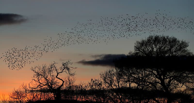 FILE PHOTO: Starling murmuration in Newton Aycliffe