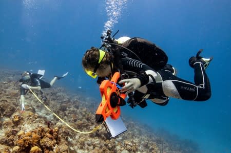 The Wider Image: The race to save the coral of the Caribbean