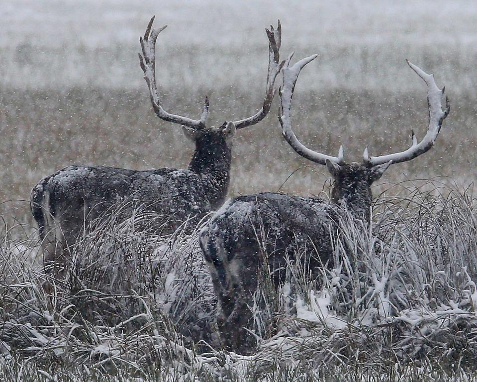 <p>Zwei kräftige Hirsche am Stadtrand von Frankfurt am Main. Fell und Geweih des Dammwilds sind nach starken Schneefällen fast weiß. (Bild: AP Photo/Michael Probst) </p>