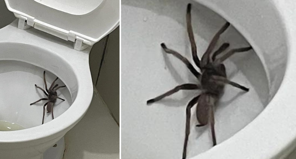 The tarantula in the toilet in the Philippines. 