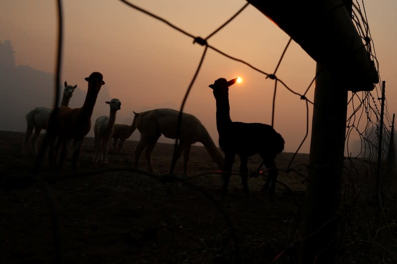 Farm animals are seen at a farm under a sky darken by smoke from the Kincade Fire in Windsor, California