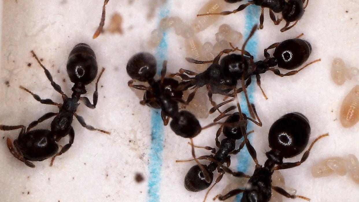 Eine Kolonie der Sklavenhalter Ameisenart Temnothorax americanus mit Temnothorax longispinosus Ameisen, die für sie die Brutpflege übernehmen müssen. Foto: Barbara Feldmeyer/Senckenberg