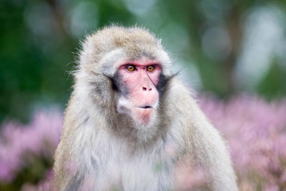 A Japanese macaque like the one that has escaped ((Vic Pigula/Alamy/PA))