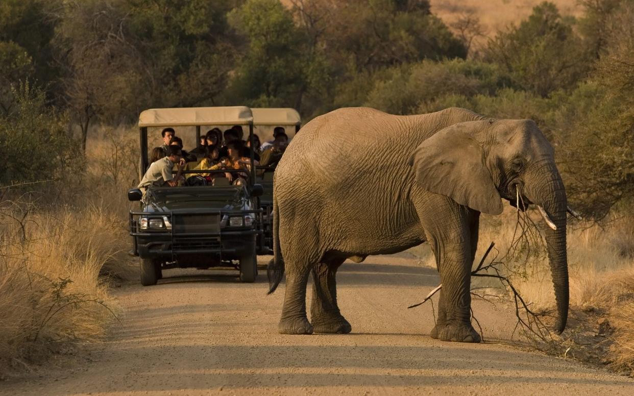 'Years ago, on safari in Zimbabwe's Gonarezhou National Park, I was chased by a big bull,' recalls Macefield