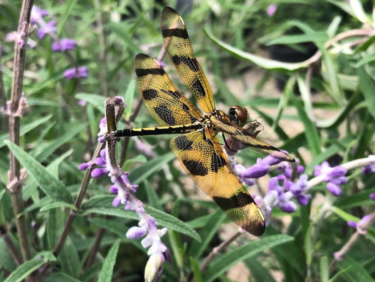 A dragonfly on purple salvia. Garden insects, even the beneficial ones, suffer from toxic pesticides.