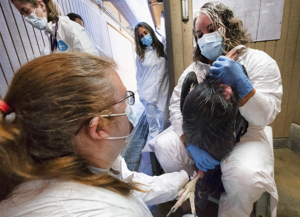 Megan Duncan, Vet Tech, helps Condor keeper Debbie Sears, right, hold a California condor while Dr. Dominique Keller, chief veterinarian, left prepares to give the California condor an avian influenza vaccine at the Los Angeles Zoo, on Tuesday, Aug. 15, 2023. Antibodies found in early results of a historic new vaccine trial are expected to give endangered California condors at least partial protection from the deadliest strain of avian influenza in U.S. history. (AP Photo/Richard Vogel)