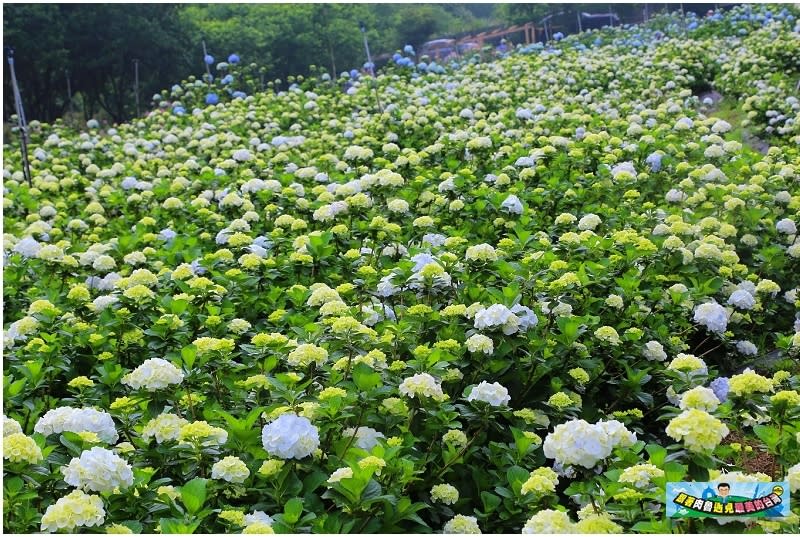 新北市萬里｜高家繡球花