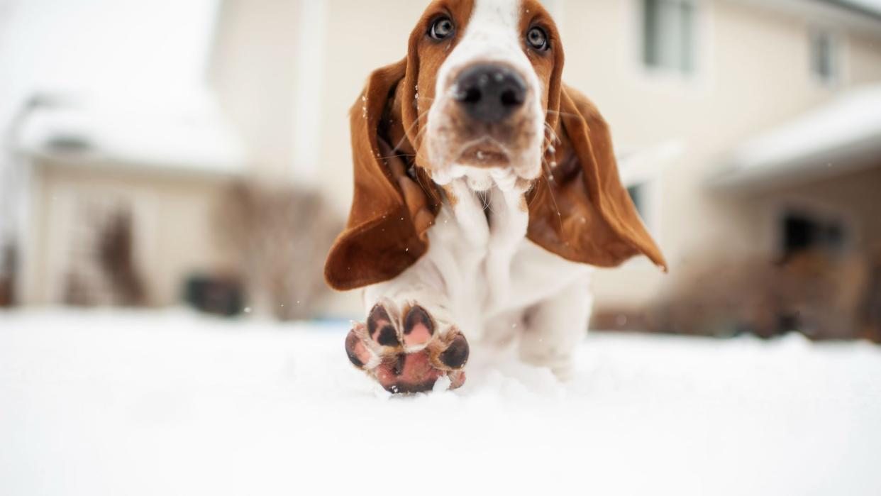 Basset hound walking in the snow