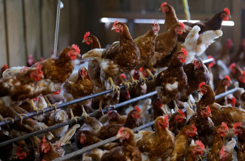FILE PHOTO: Organic poultry farm in Corcoue-sur-Logne
