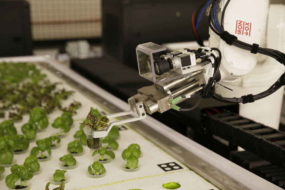 In this Thursday, Sept. 27, 2018, photo a robotic arm lifts plants being grown at Iron Ox, a robotic indoor farm, in San Carlos, Calif. At the indoor farm, robot farmers that roll maneuver through a suburban warehouse tending to rows of leafy, colorful vegetables that will soon be filling salad bowls in restaurants and eventually may be in supermarket produce aisles, too. (AP Photo/Eric Risberg)