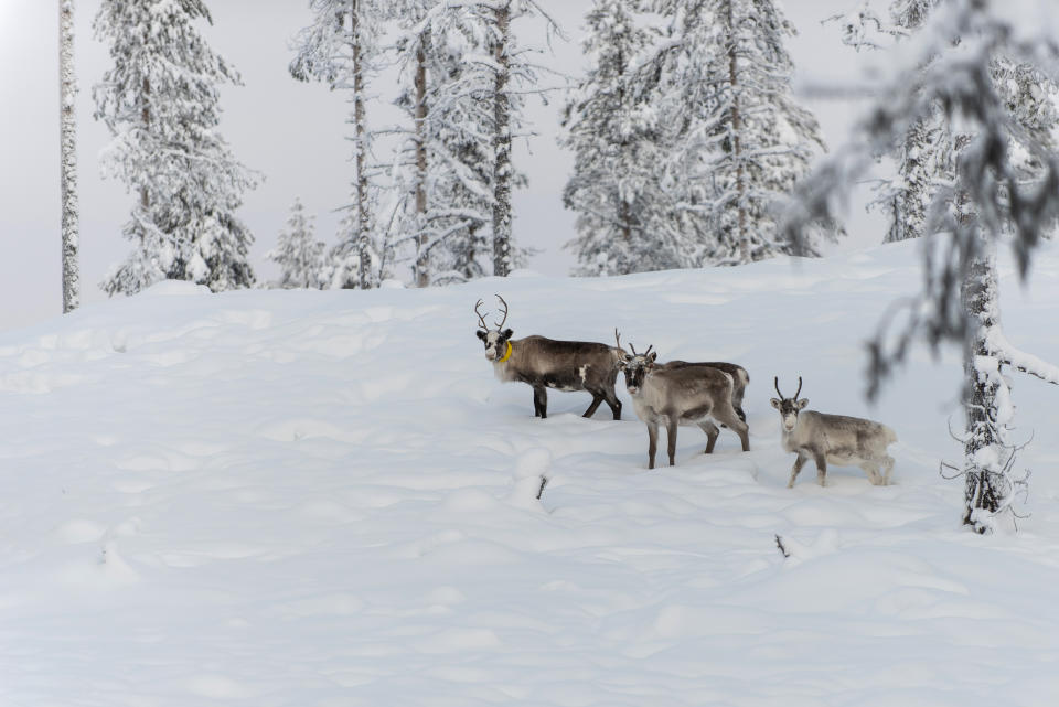 In this Wednesday, Nov. 27, 2019 photo, reindeer roam the forest close to a weather station near Kiruna set up by Stockholm University where a collaboration between reindeer herders and scientists is attempting to shed light on dramatic weather changes and develop tools to better predict weather events and their impacts. Unusual weather patterns in Sweden’s arctic region seem to be jeopardising the migrating animals’ traditional grazing grounds, as rainfall during the winter has led to thick layers of snowy ice that block access to food. (AP Photo/Malin Moberg)