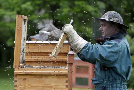 Beekeper Roman Linhart checks a honeycomb from a thermosolar hive in Chrudim May 25, 2015. REUTERS/David W Cerny