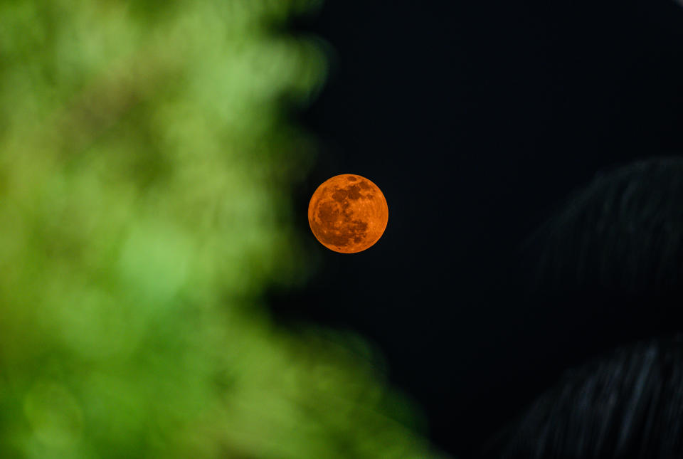 Transformación lunar en un bosque de la India