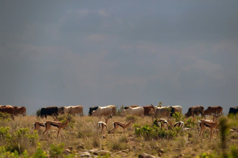 Violence has spiked in Laikipia this year, with smallholder farms and huge ranches alike invaded by armed herders
